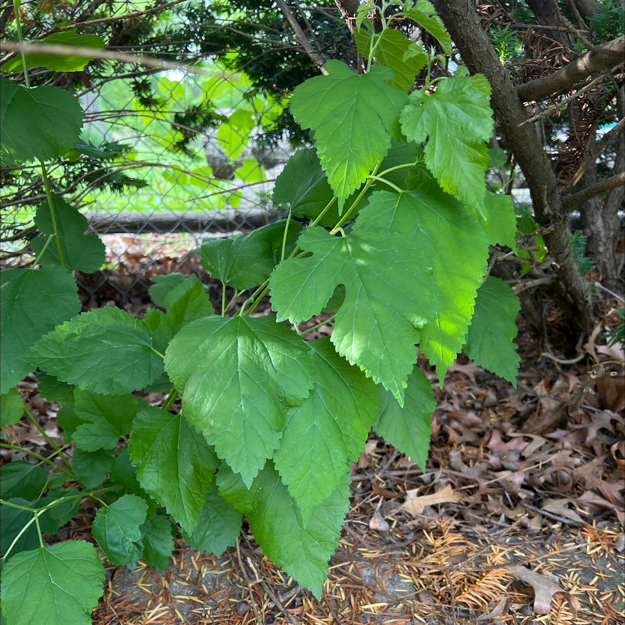 White Mulberry plant with healthy green leaves in an outdoor setting.