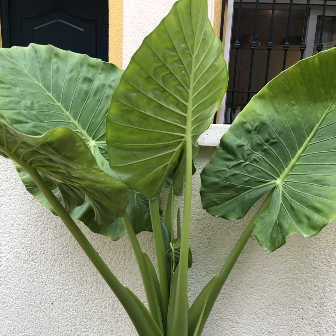Photo of the plant species Giant Taro by @Muai2805 named Your plant on Greg, the plant care app