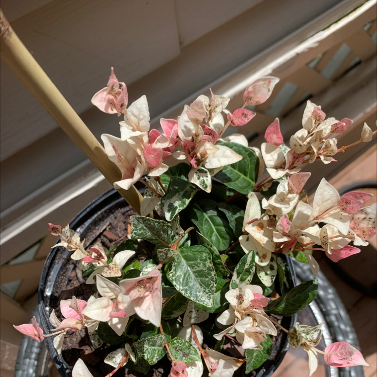 Potted Asian Jasmine plant with variegated green, white, and pink leaves.