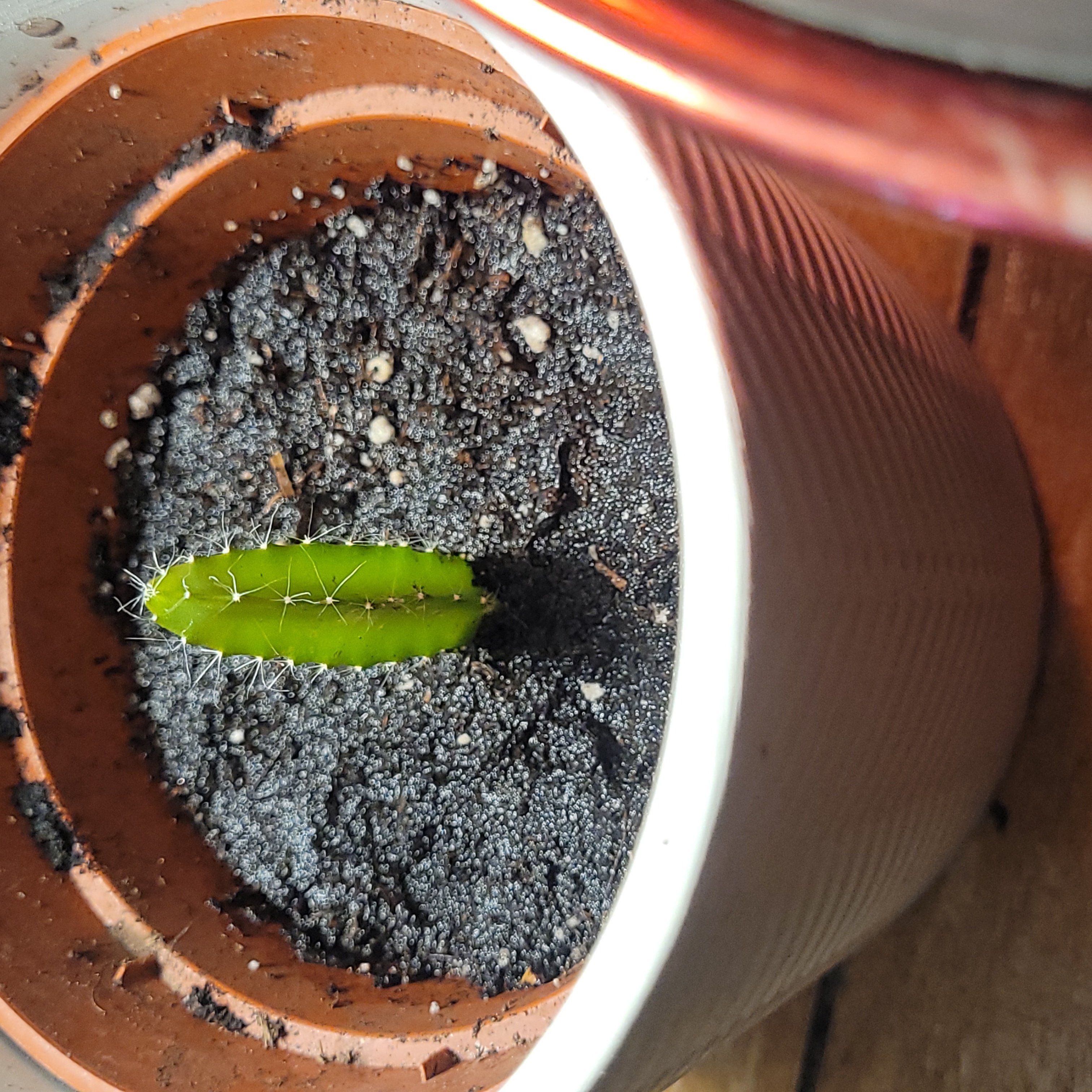 A small Lady-Finger Hedgehog Cactus in a pot with visible soil.