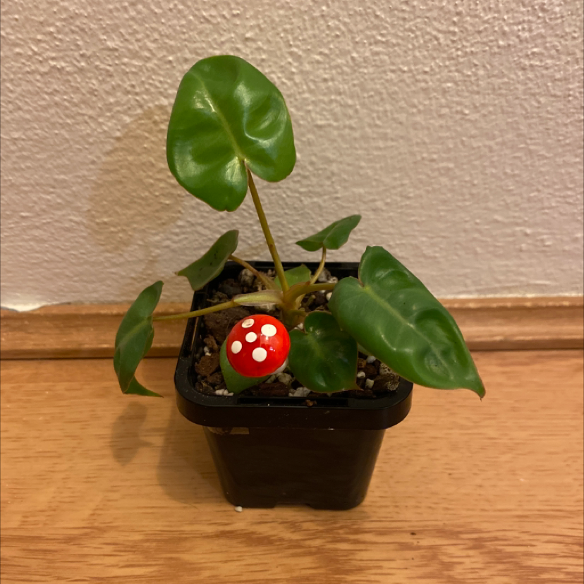 Philodendron billietiae plant in a black pot with a decorative red mushroom ornament.