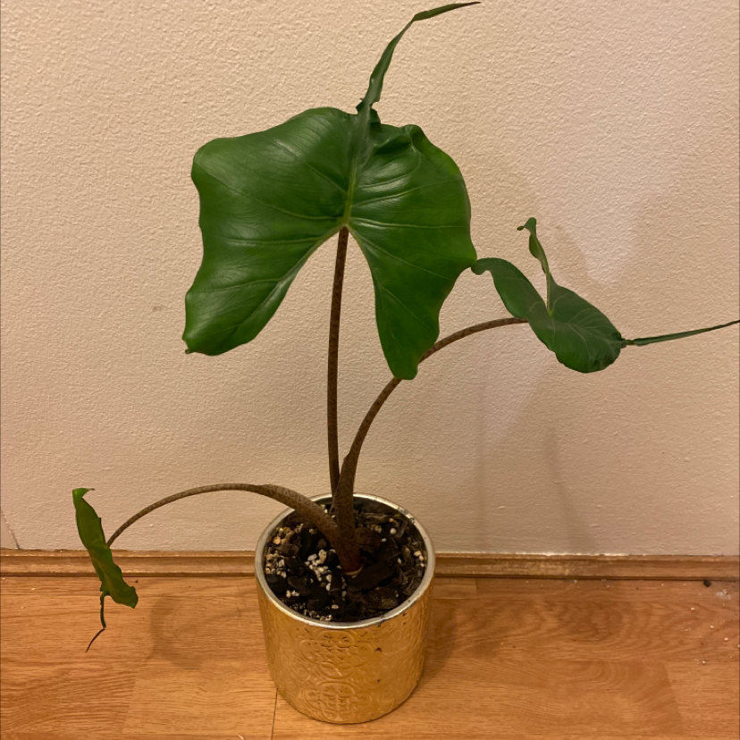 Stingray Elephant Ear plant in a pot with large, green leaves. Soil is visible.