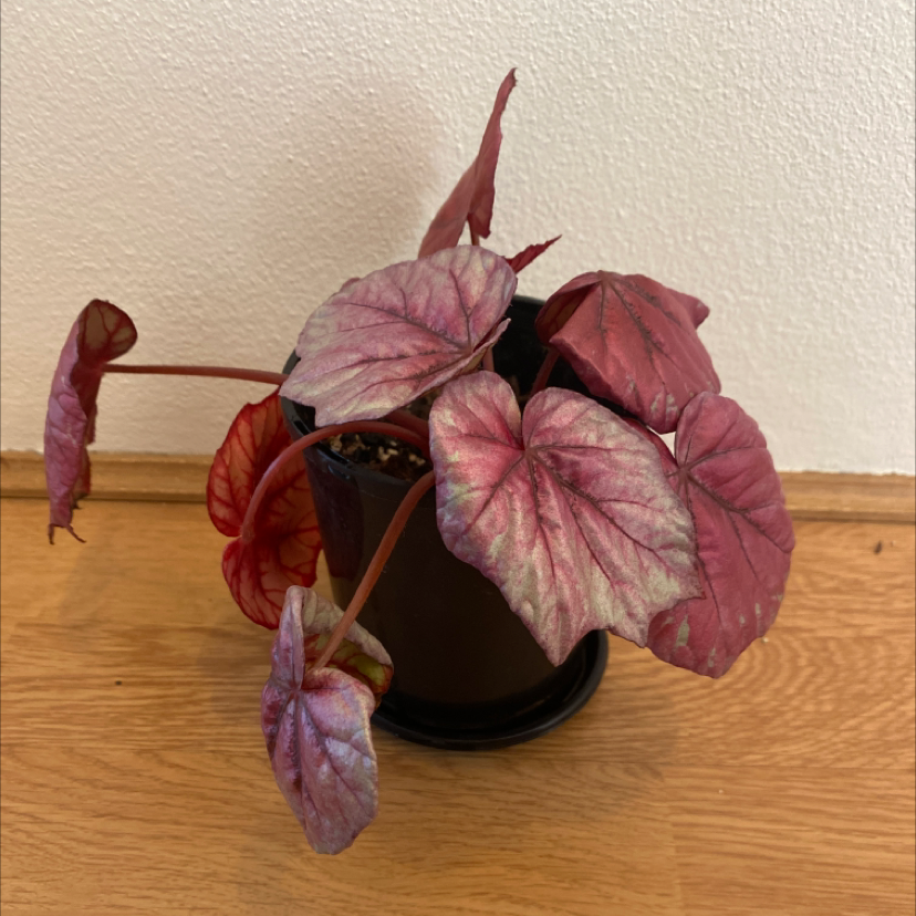 Potted Exotica Begonia with red and purple leaves, well-framed and healthy.