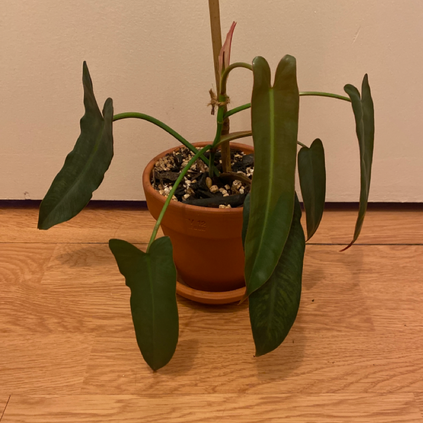 Philodendron atabapoense in a terracotta pot with healthy, elongated dark green leaves.