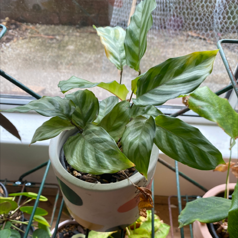 Healthy fishbone prayer plant with glossy green leaves striped with lighter green veins, well-centered in a white pot with visible soil.