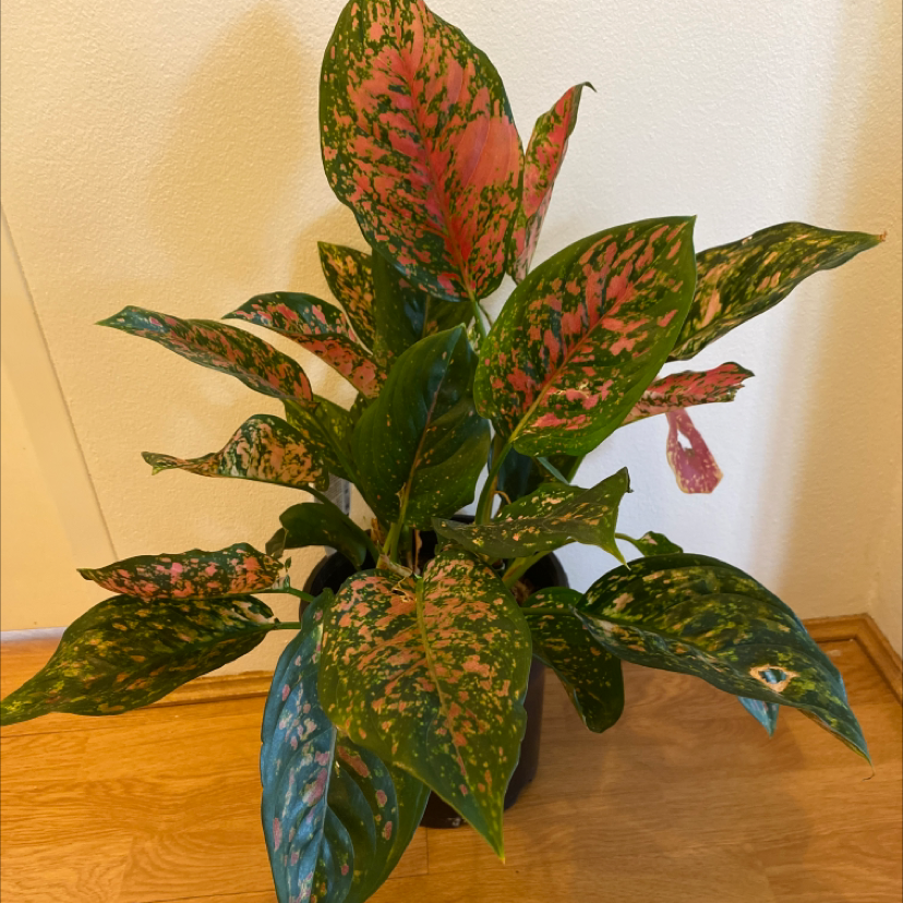 Aglaonema 'Pink Splash' plant with variegated pink and green leaves in a pot on a wooden floor.