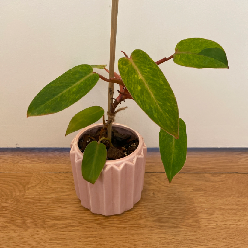 Philodendron 'Painted Lady' in a pink pot with visible soil and vibrant green leaves.