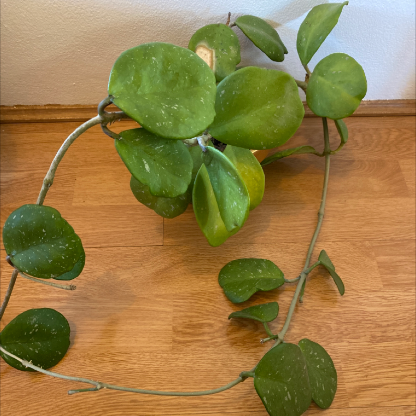 Hoya obovata plant with large, round leaves, some yellowing, on a wooden floor.