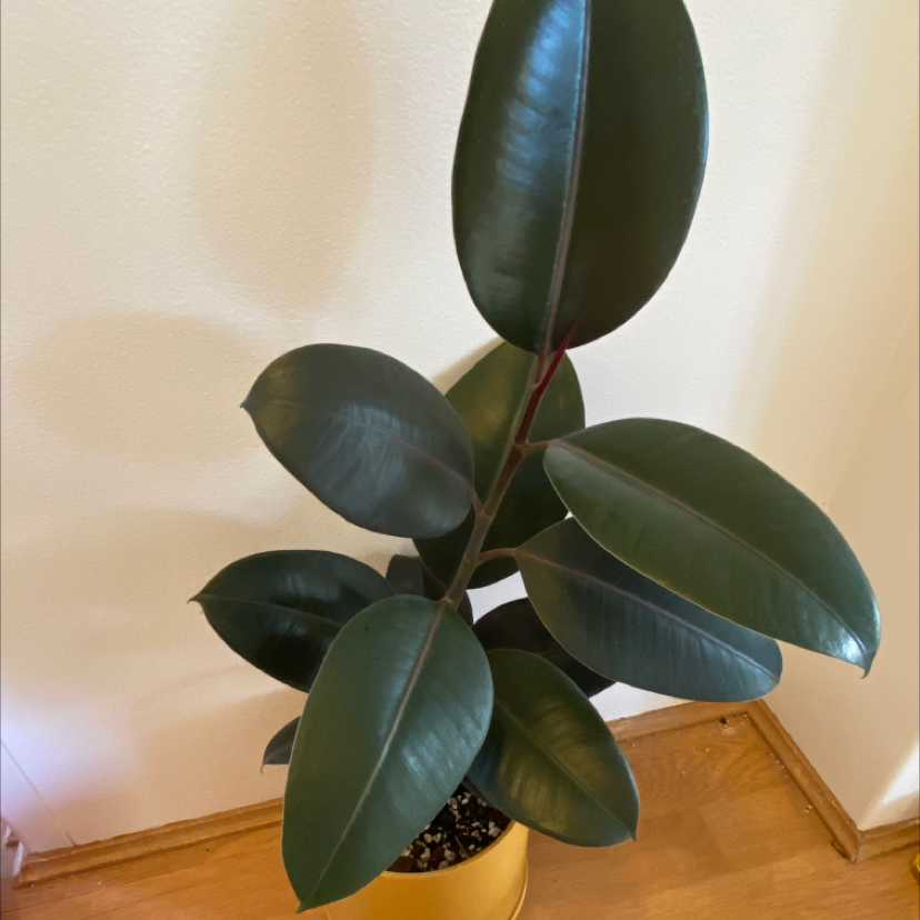 Burgundy Rubber Tree with dark green, glossy leaves in a yellow pot.
