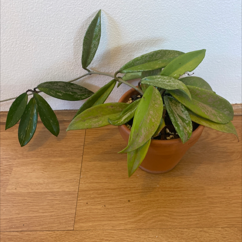 Hoya Pubicalyx plant in a pot with some leaves showing discoloration.