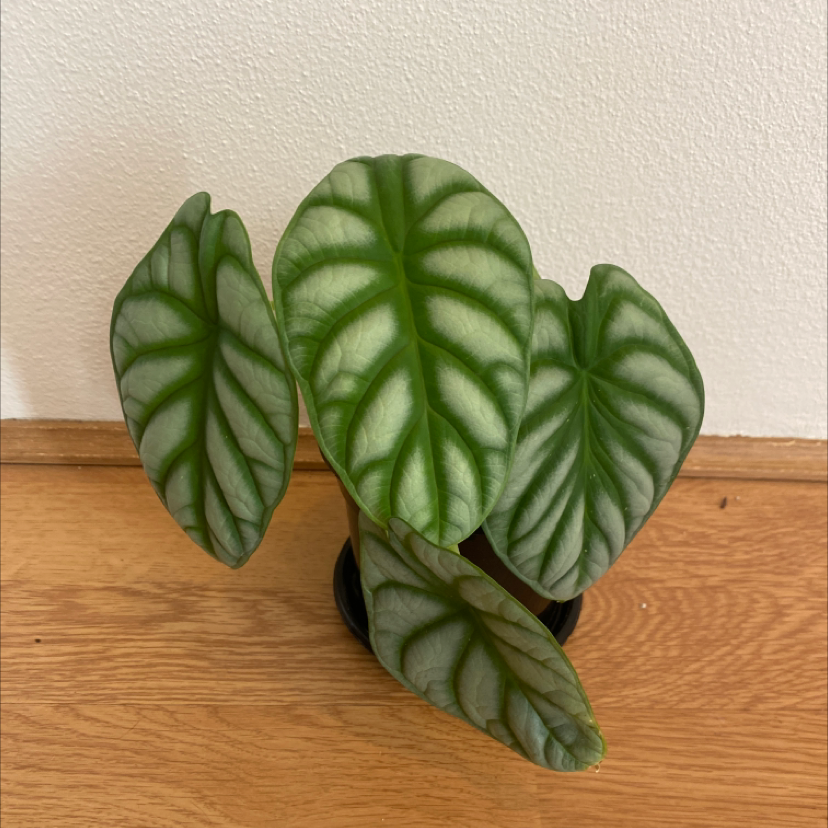 Potted Silver Dragon plant with healthy, patterned leaves.
