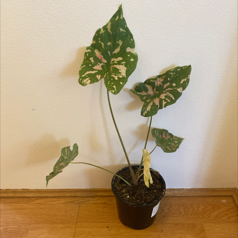 Photo of the plant species Caladium 'Poison Dart Frog' by @Vine.and.Dandy named Spotty on Greg, the plant care app