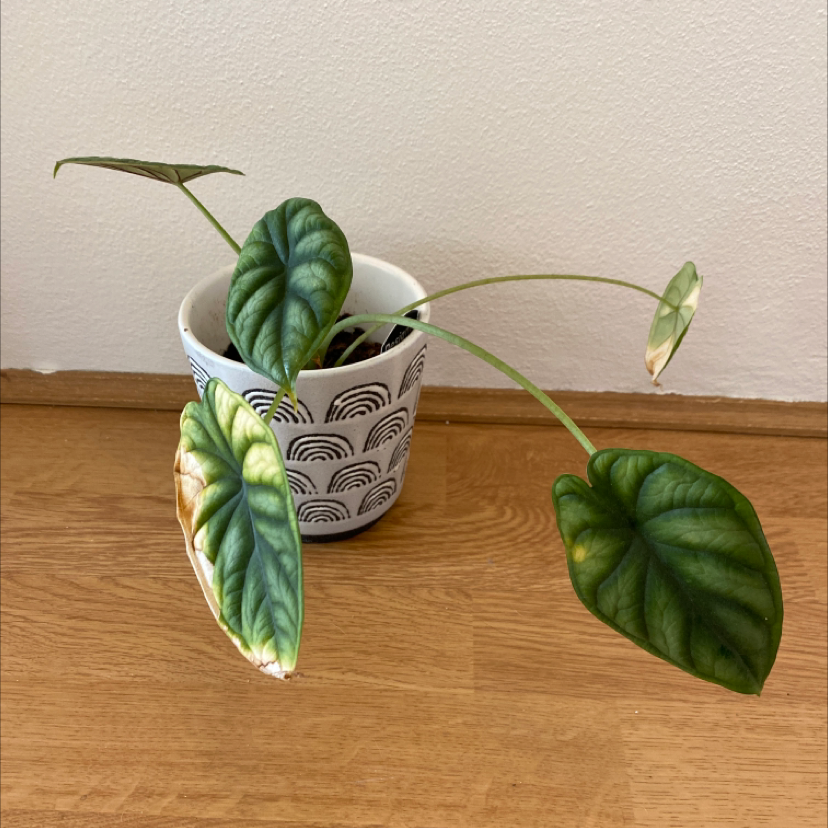 Alocasia 'Dragon Scale' plant in a decorative pot with some browning leaves.