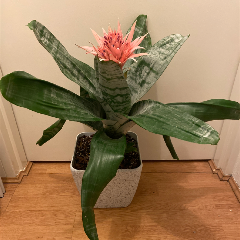 Photo of the plant species Pink Vase Plant by @Vine.and.Dandy named Brommy on Greg, the plant care app