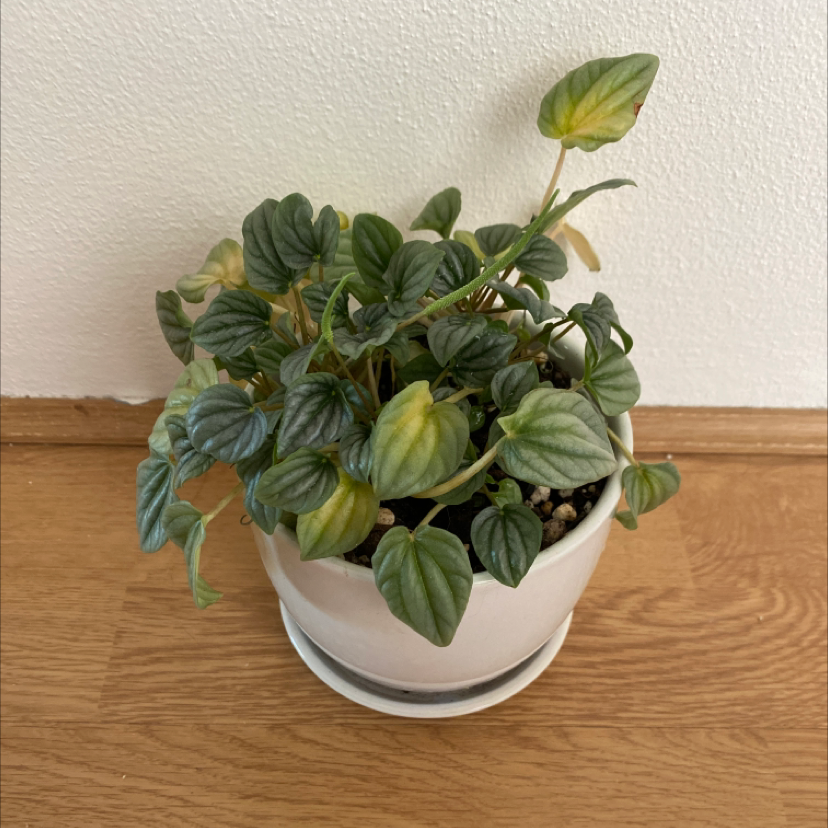 Potted Silver Frost Peperomia plant with some yellowing leaves.