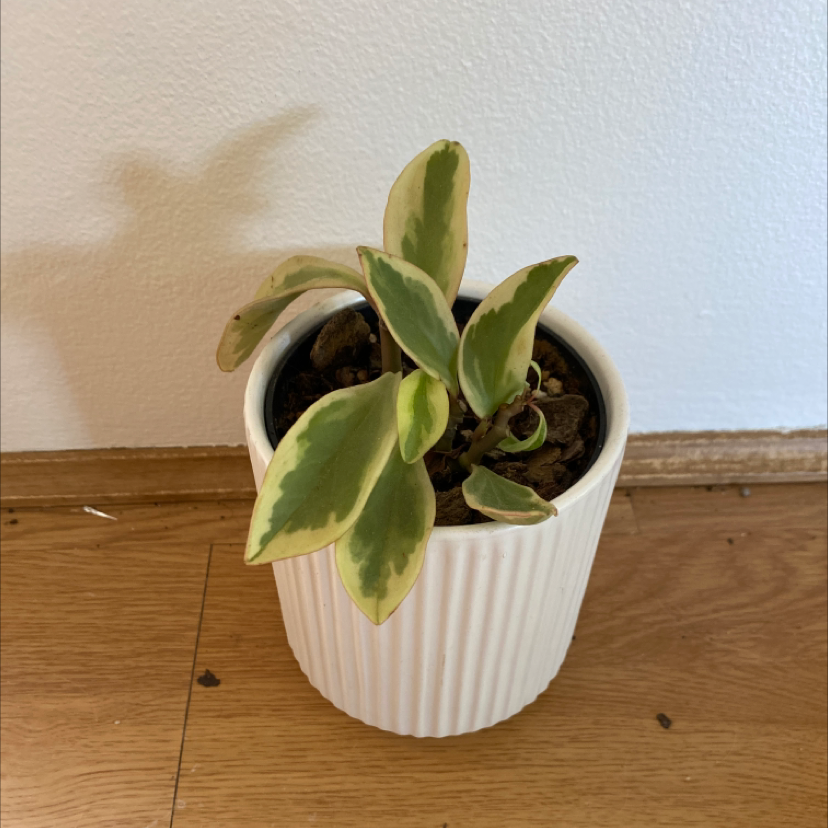 Peperomia 'Ginny' plant in a white pot on a wooden floor against a white wall.