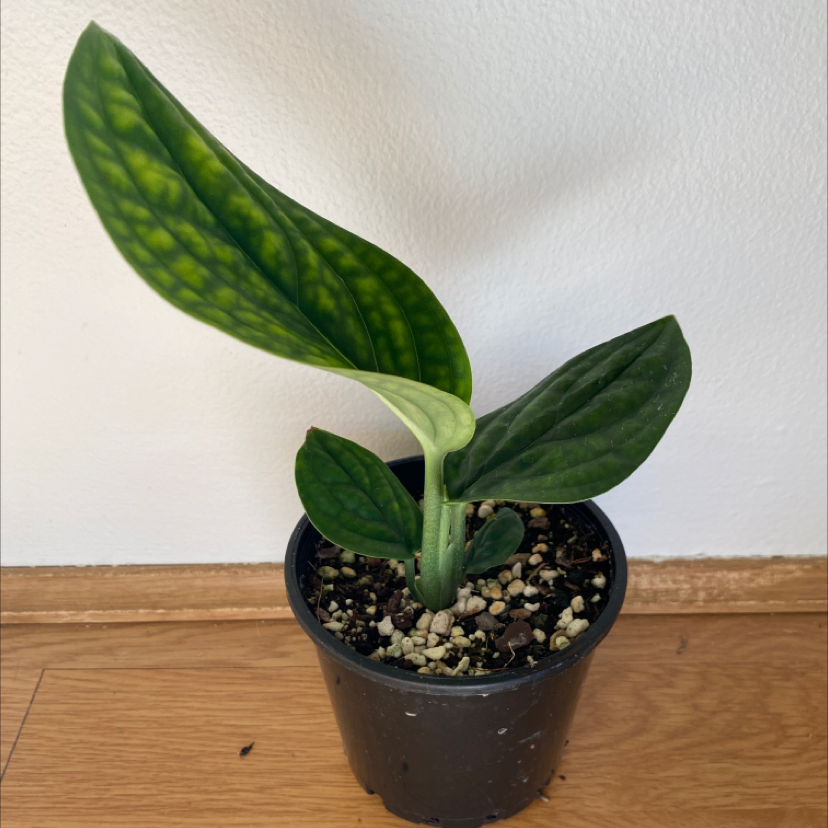 Monstera pinnatipartita plant in a black pot with three healthy green leaves.