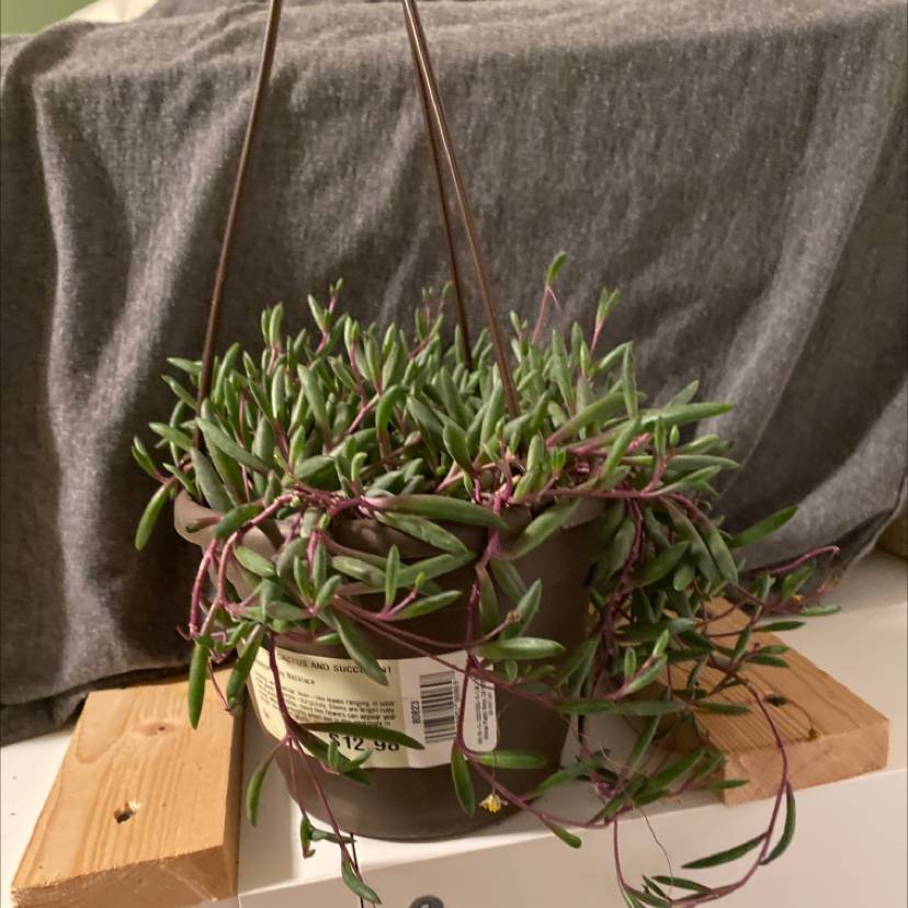 Hanging pot with a healthy ruby necklace succulent plant, featuring green leaves and purple stems.