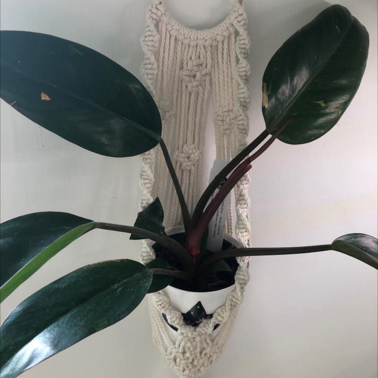 Philodendron 'Black Cardinal' plant in a white pot, suspended in a macrame hanger.