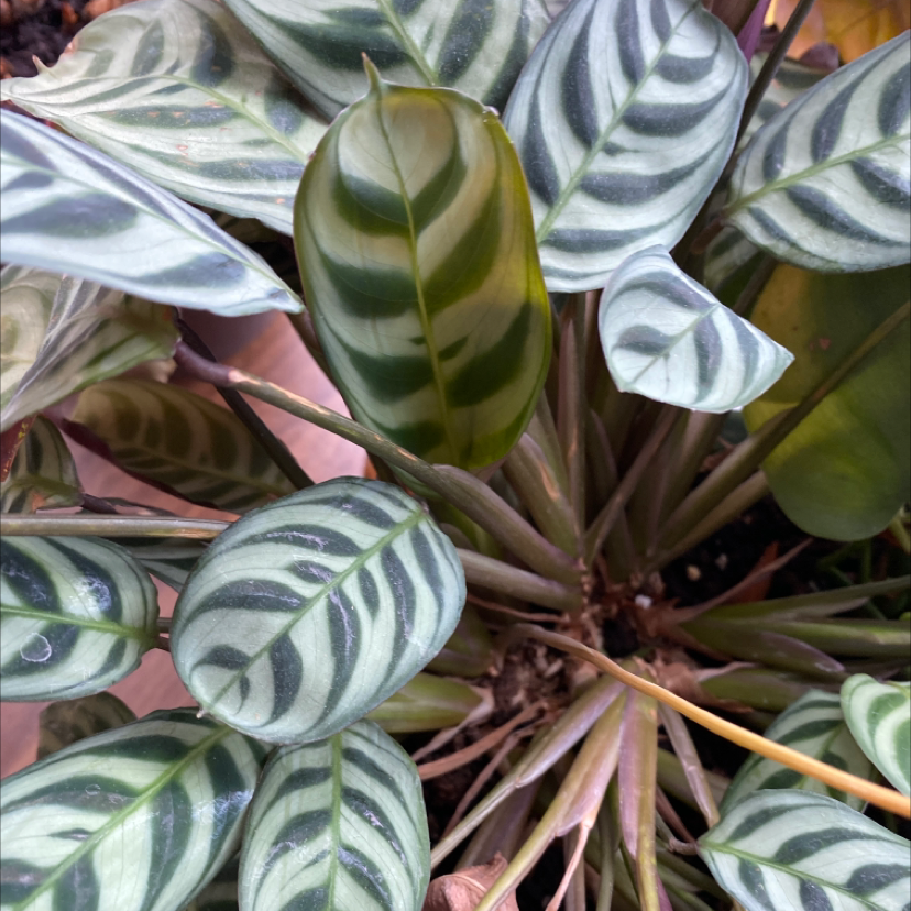 Close-up of a healthy, thriving Fishbone Prayer Plant with characteristic striped leaf pattern in shades of green.
