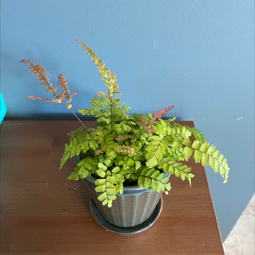 Potted Northern Maidenhair Fern with some yellowing and browning fronds.