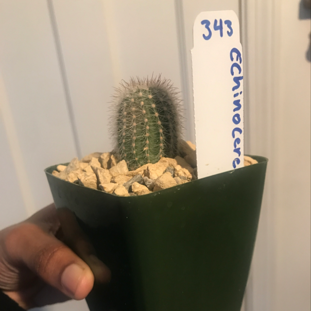 Photo of the plant species Echinocereus laui by @NellFrmDaLand named Lauii on Greg, the plant care app