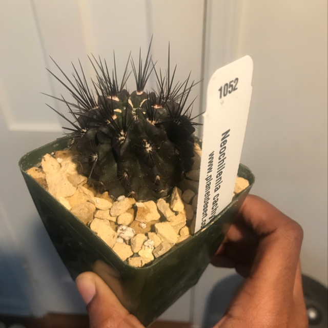 Plant care for Monte Amargo Cactus on Greg, the plant care app