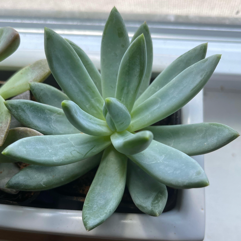 Healthy Pachyphytum hookeri succulent with green leaves in a white pot.