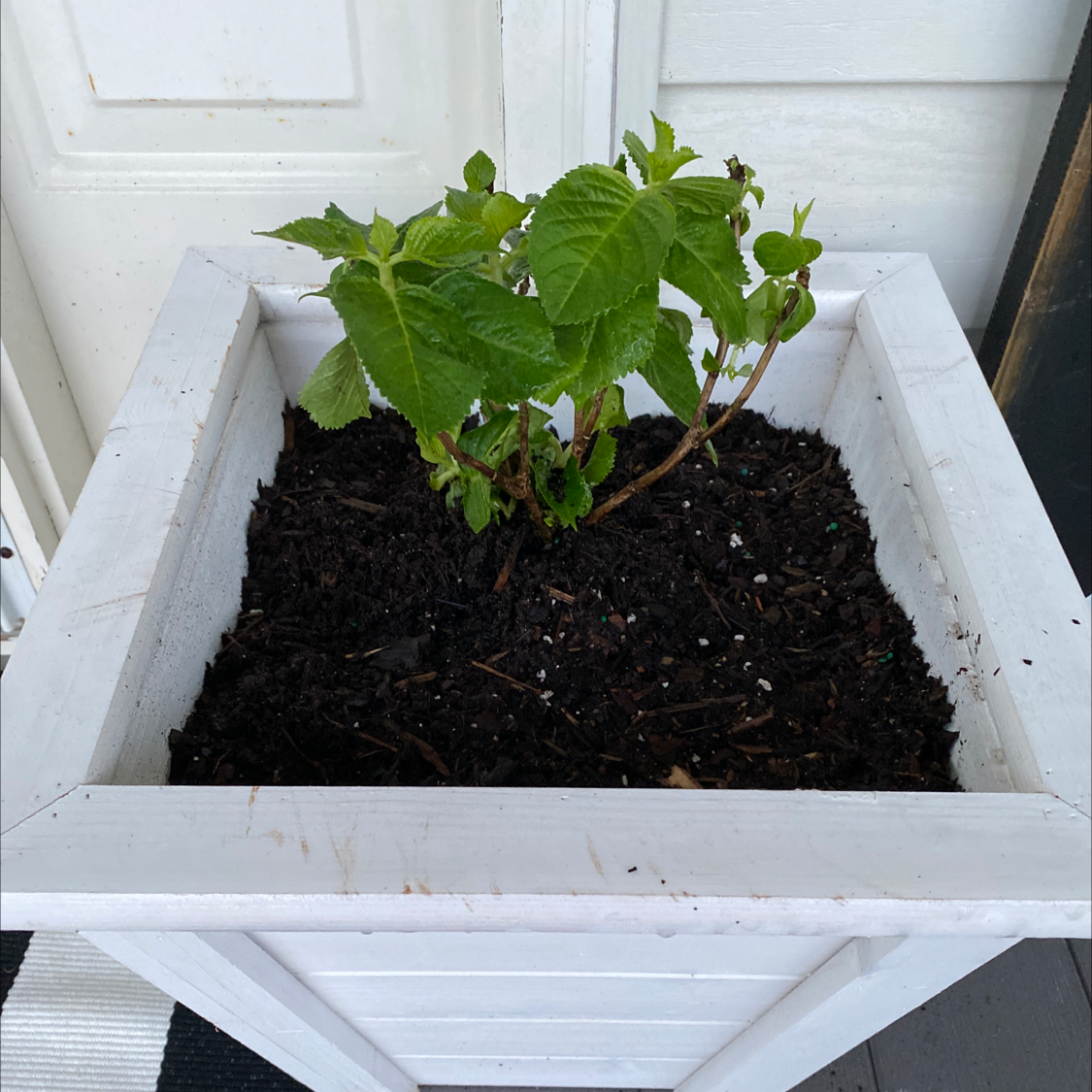 French Hydrangea plant in a white planter with healthy green leaves and visible soil.
