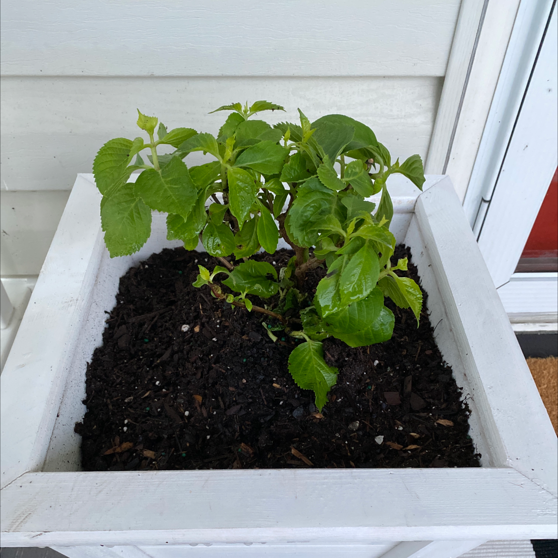 French Hydrangea plant in a white planter with healthy green leaves and visible soil.