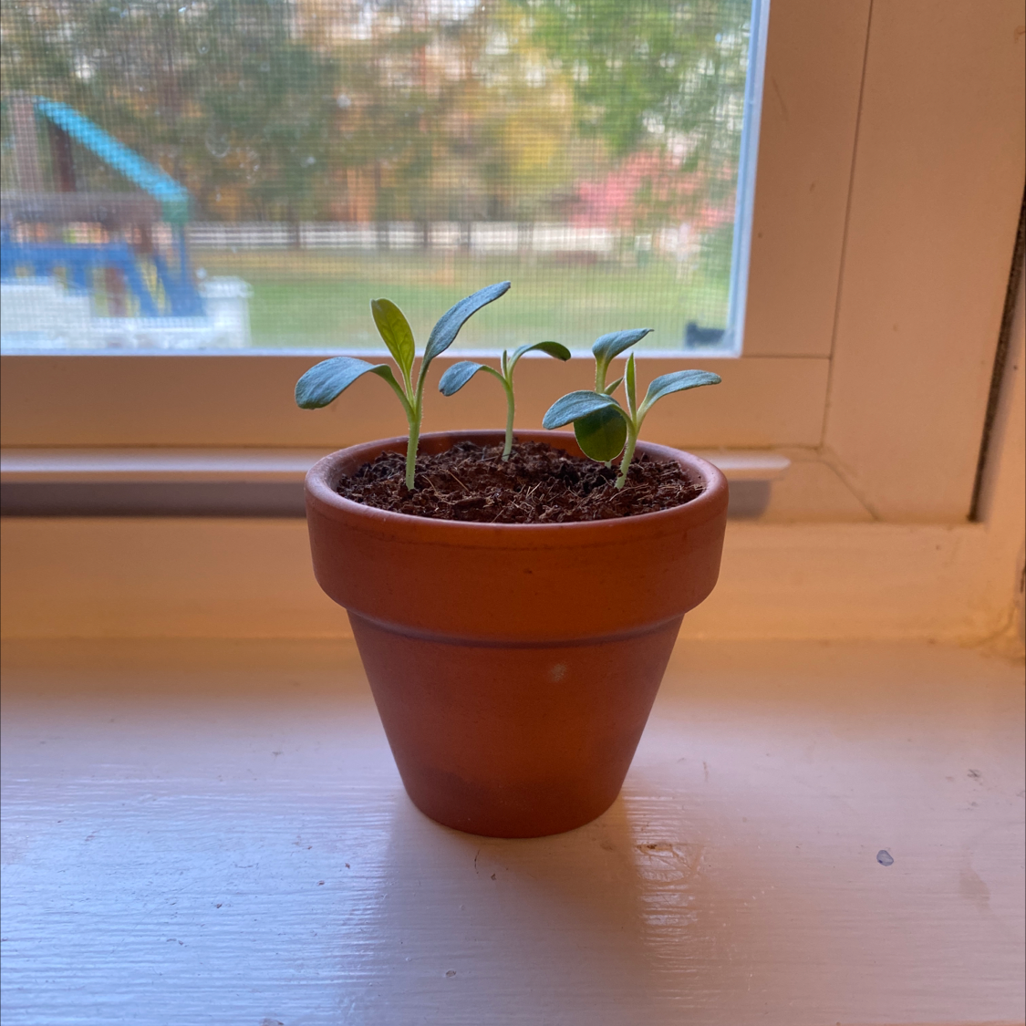 Young Chinese Forget-Me-Not seedlings in a terracotta pot on a windowsill.