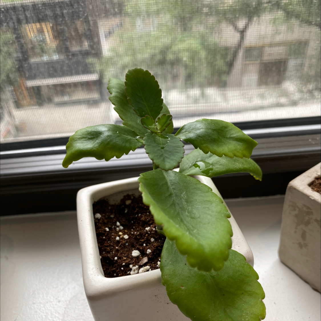 A healthy potted Cathedral Bells plant on a windowsill, with bright green leaves showing slight yellowing.