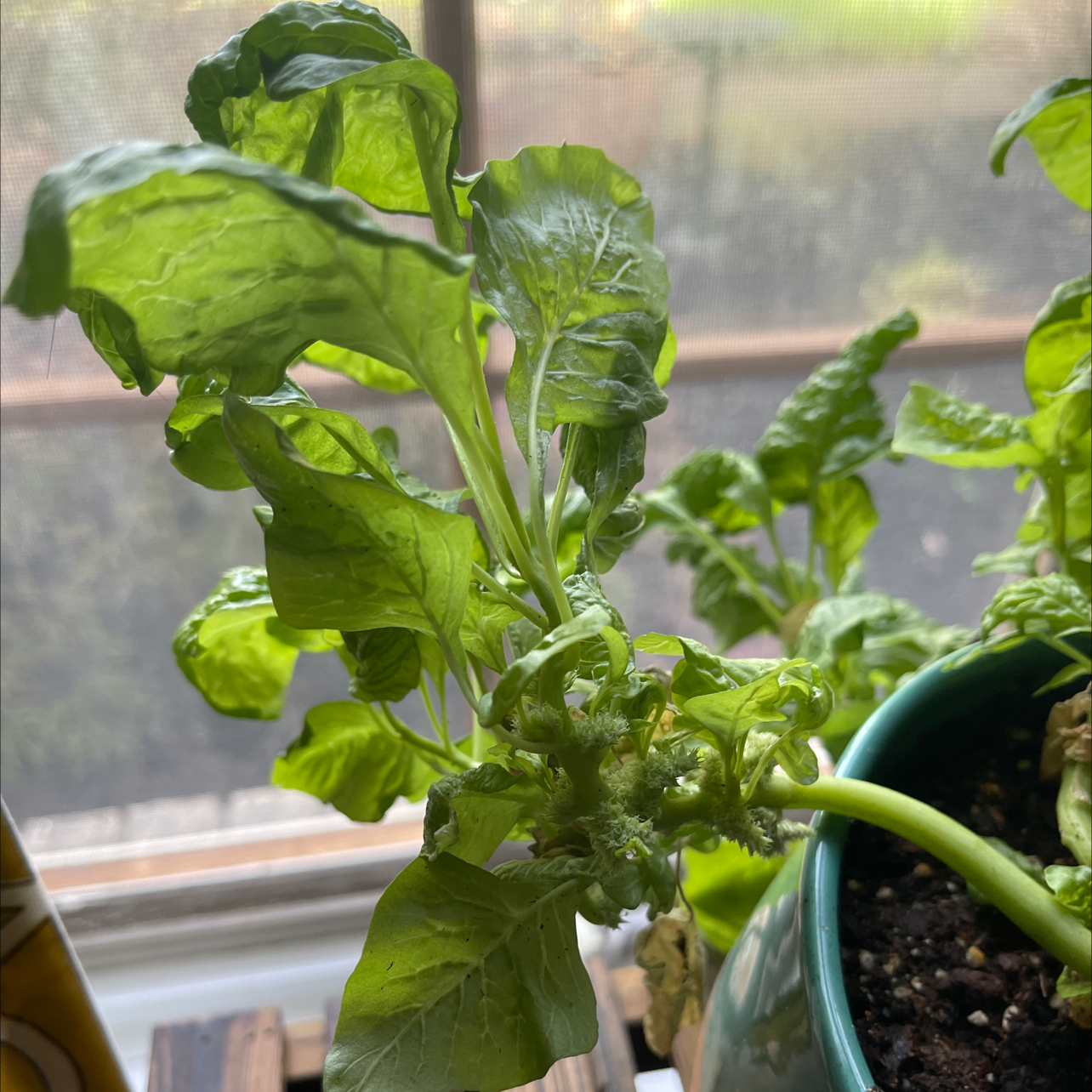 Common Beet plant with green leaves in a pot near a window.