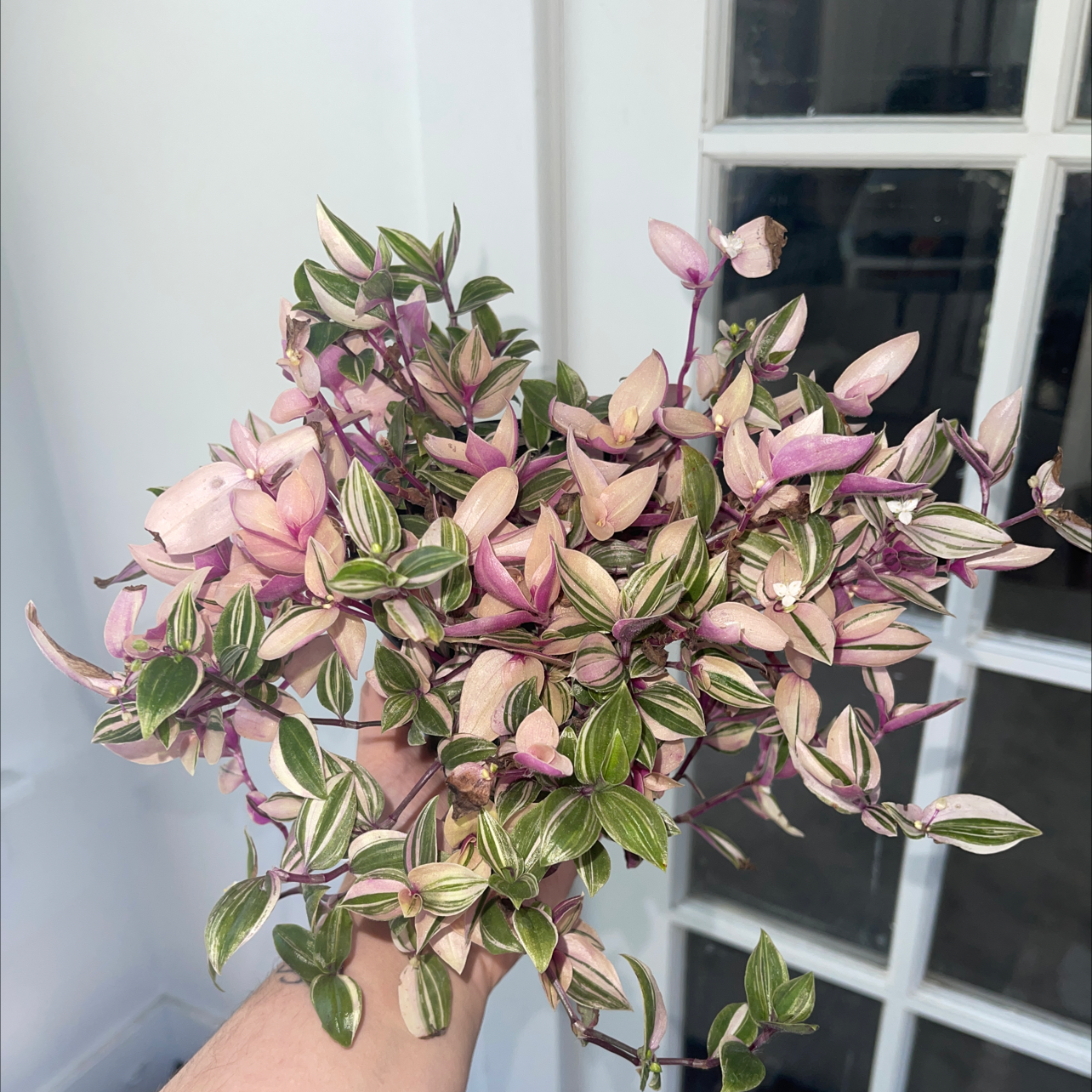 Photo of the plant species Rainbow Tradescantia by @RuthieVanessa named Aurora on Greg, the plant care app