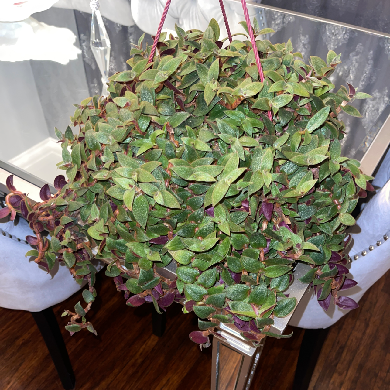 Healthy Teddy Bear Vine (Cyanotis beddomei) in a hanging planter.