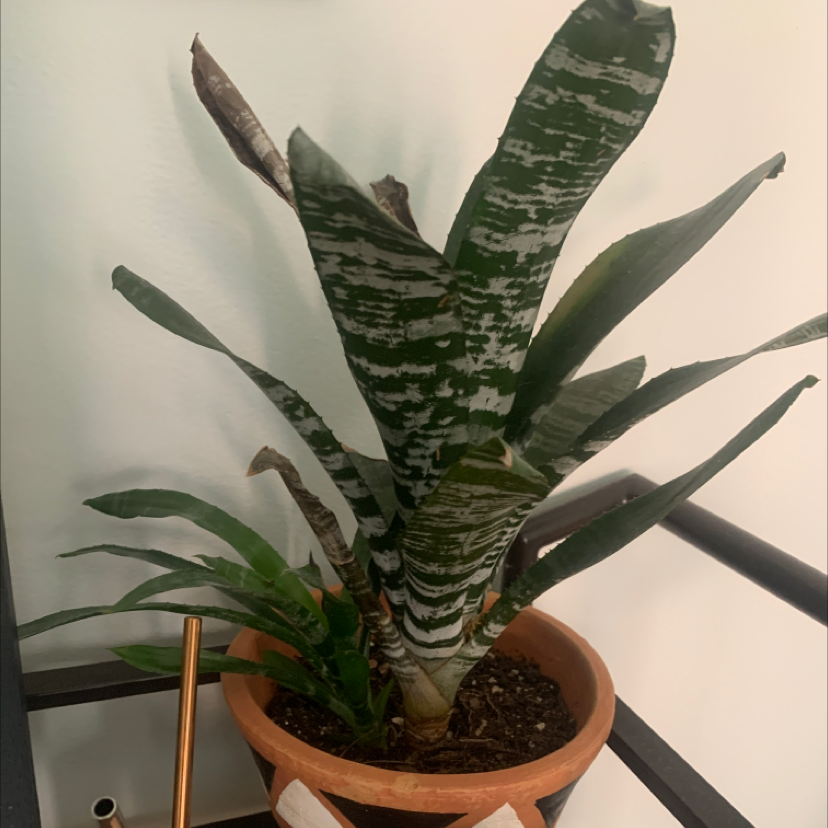 Flaming Sword Bromeliad in a pot with some browning leaf tips.