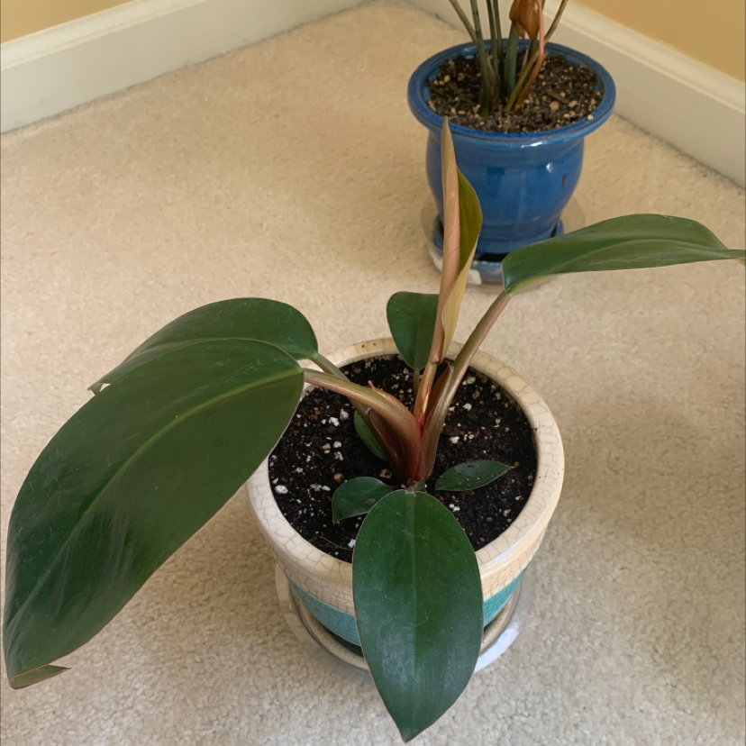Philodendron 'Black Cardinal' plant in a pot with dark green leaves, another plant in the background.