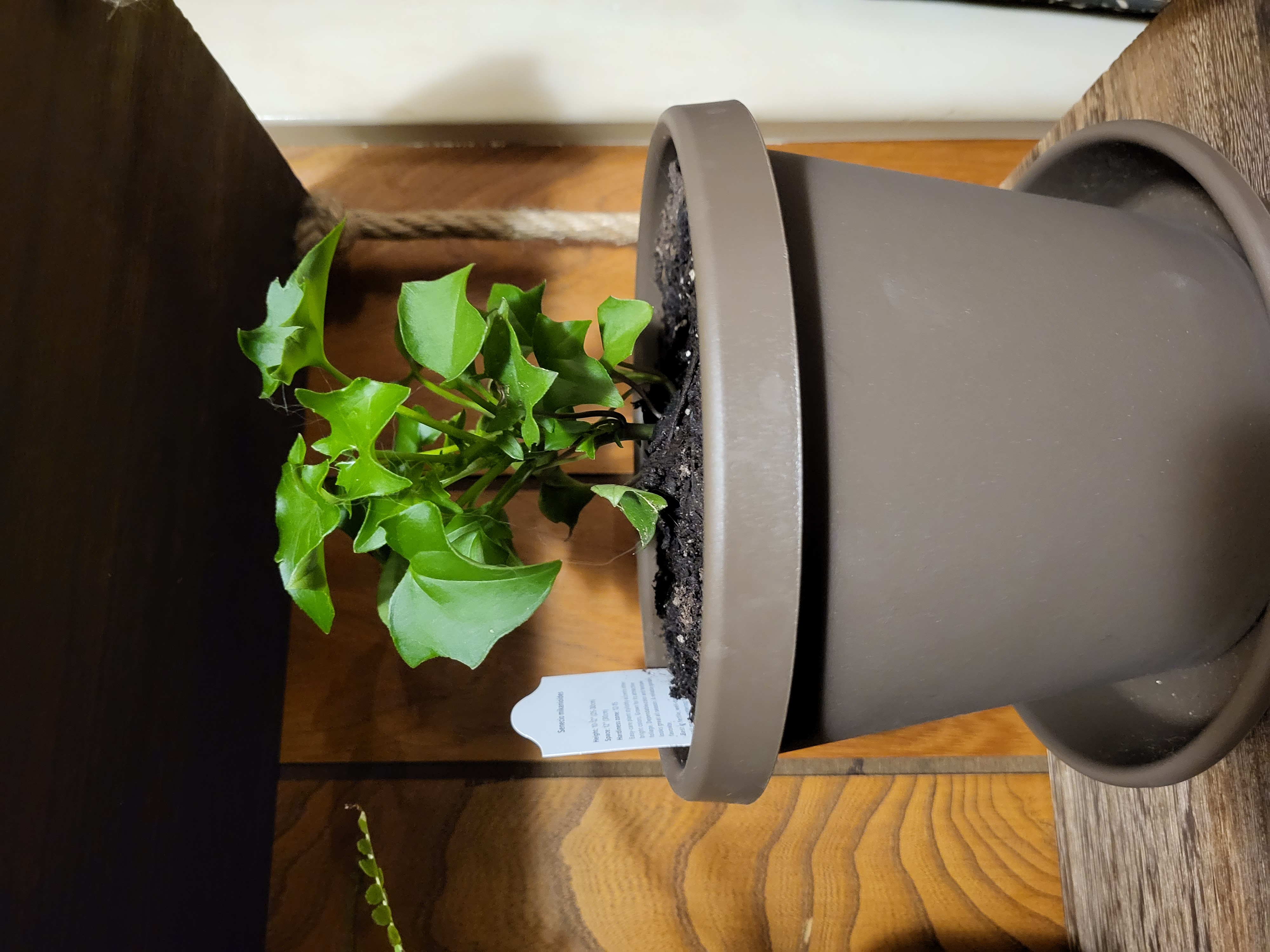 Potted Cape Ivy plant with healthy green leaves and visible soil.