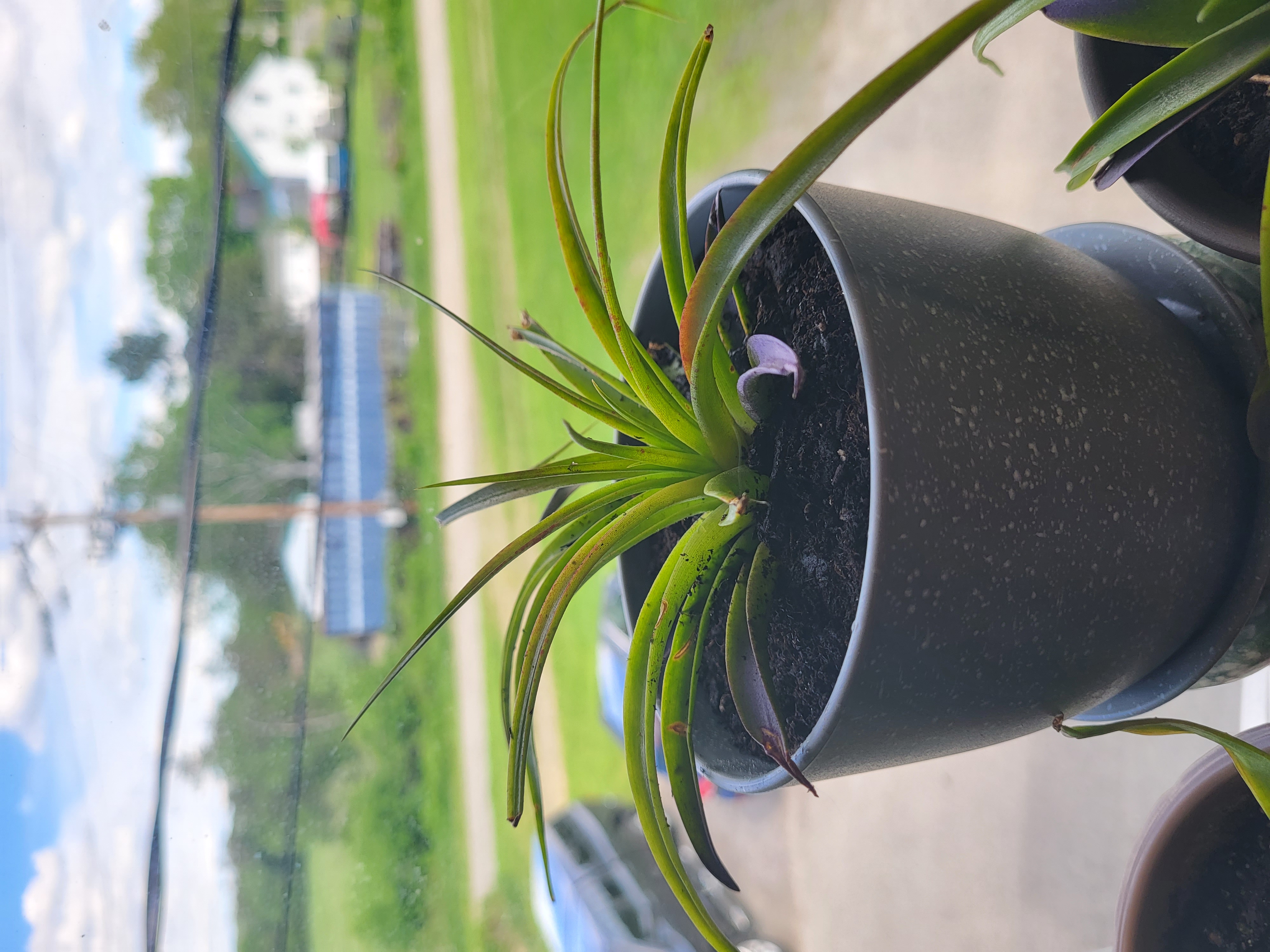 Potted Tillandsia velutina plant near a window with green leaves and visible soil.
