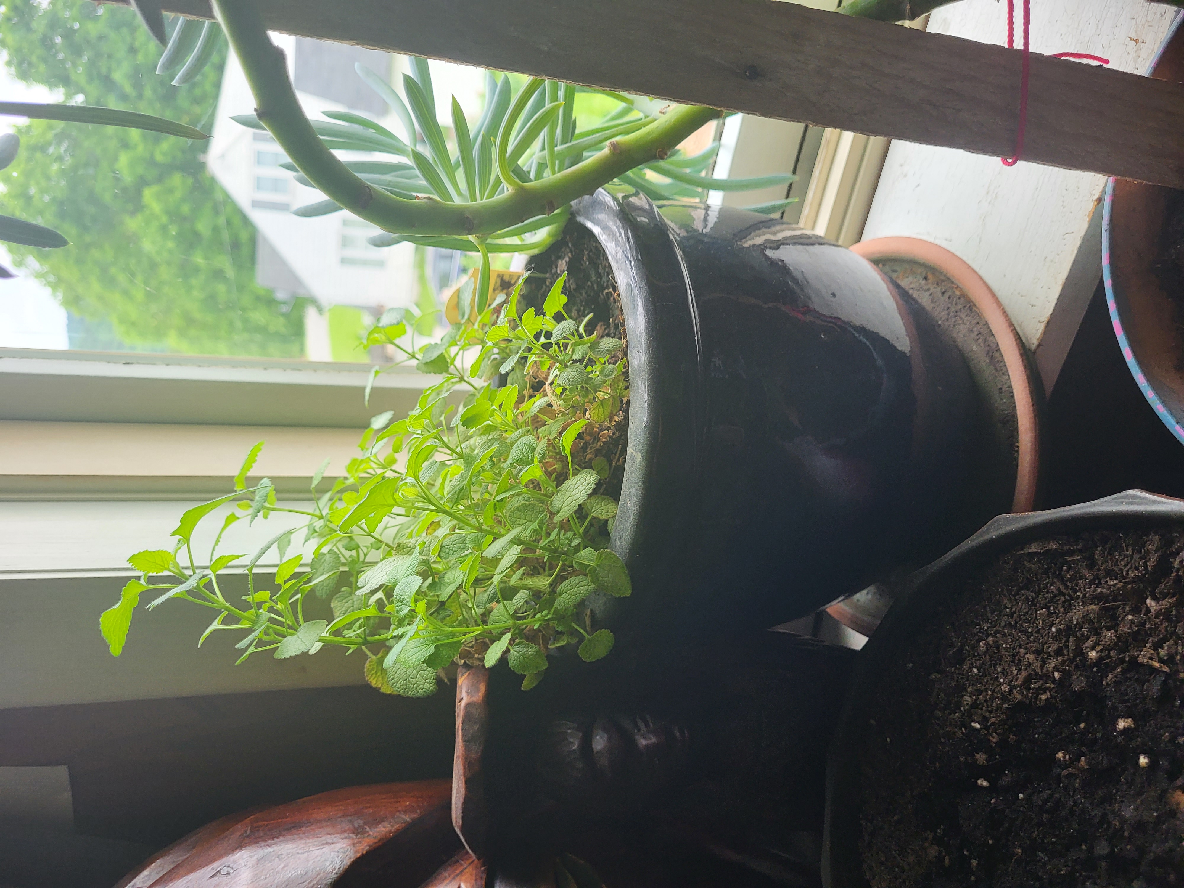 Indoor potted Spotted Deadnettle plant with visible soil and healthy foliage.