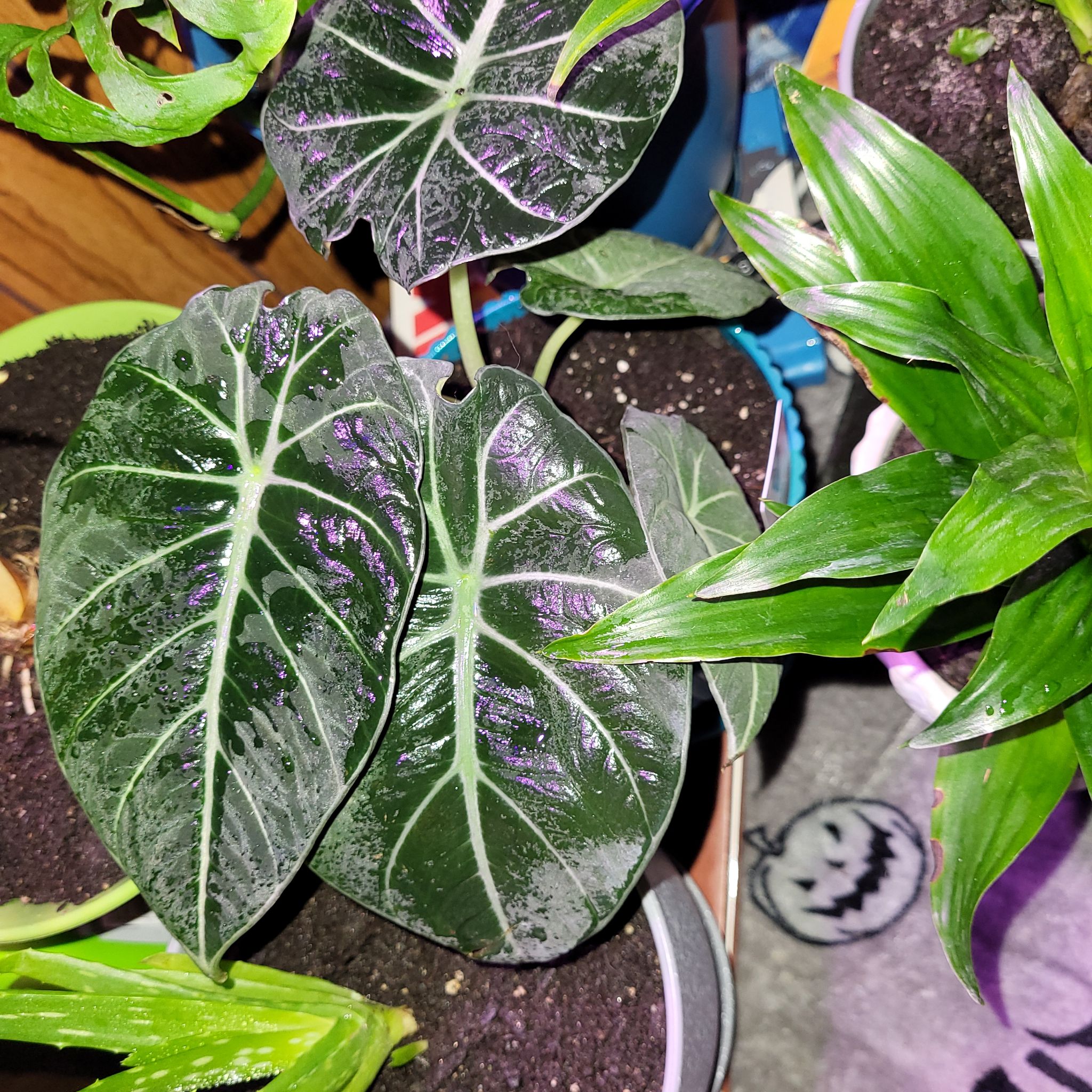 Alocasia Ninja plant with dark green leaves and white veins, well-framed and healthy.