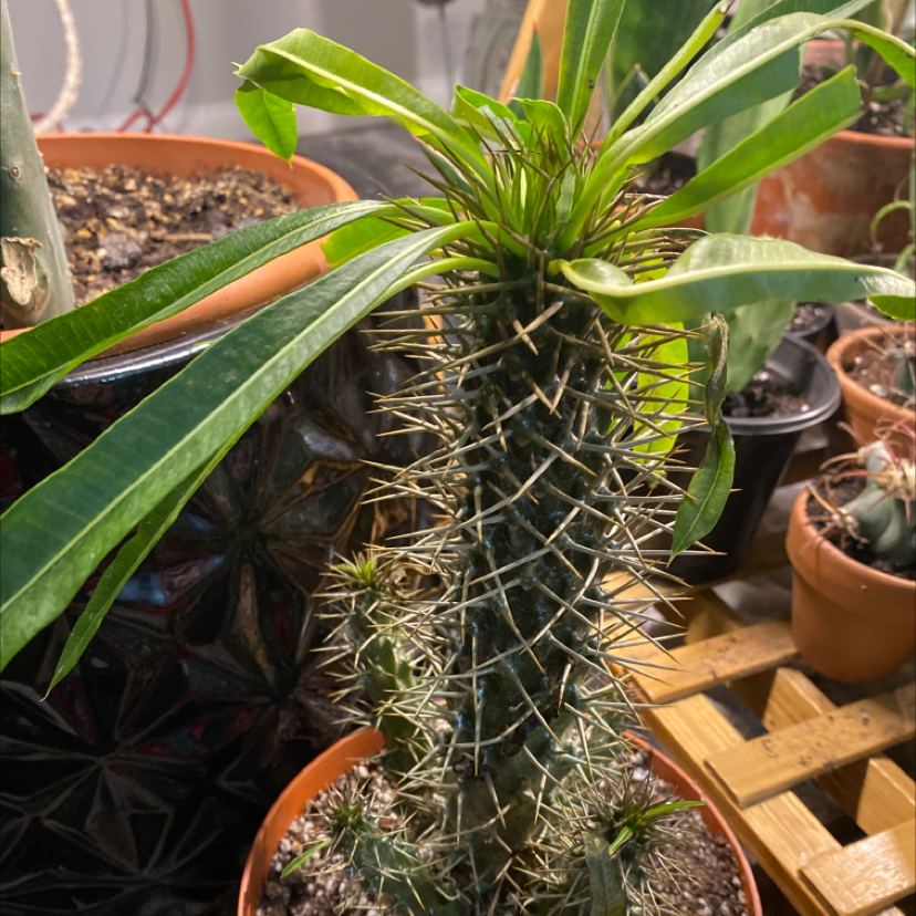Madagascar Palm (Pachypodium lamerei) in a pot with green leaves and a spiny stem.