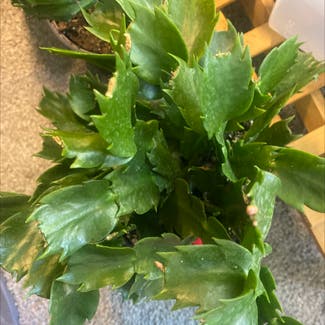 False Christmas Cactus plant in Somewhere on Earth