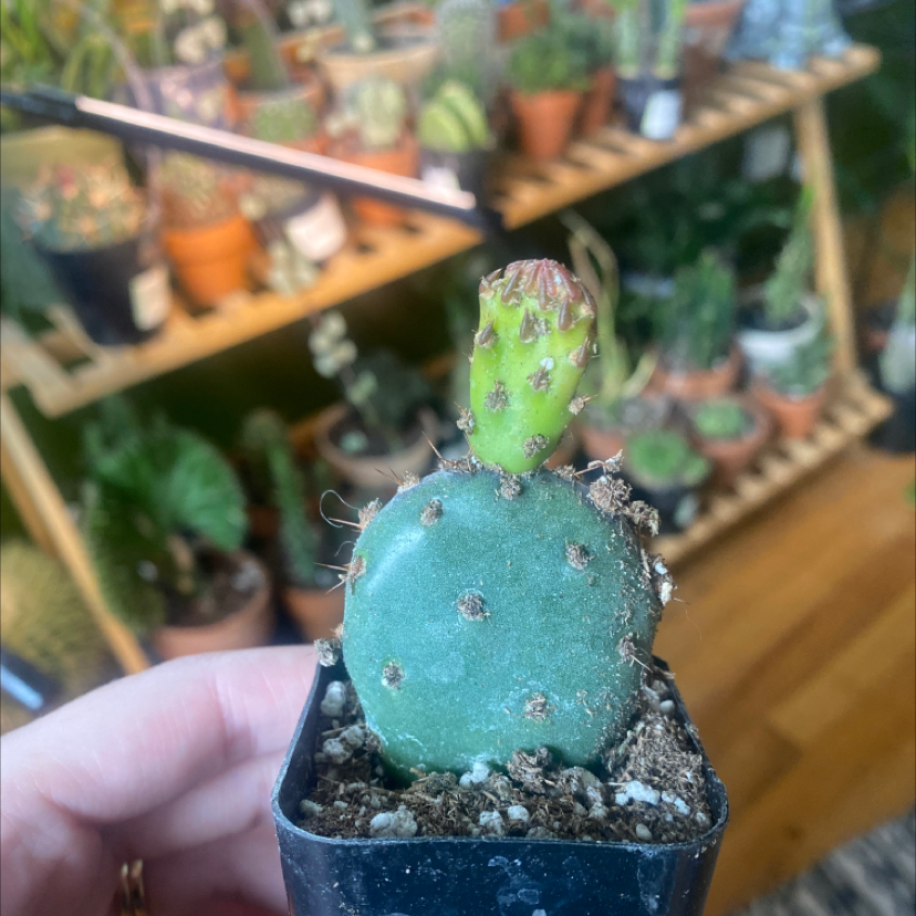 Small Barbary Fig cactus in a pot, held by a hand, with other potted plants in the background.