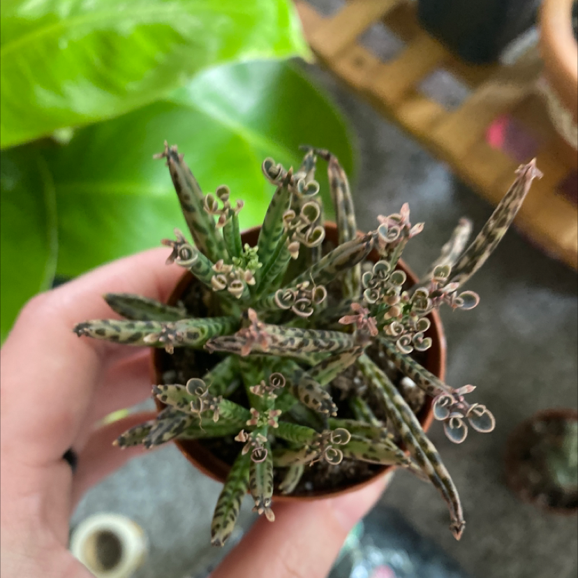 Healthy Mother of Millions plant with many small leaves and baby plantlets, held in hands against a blurred wooden background.