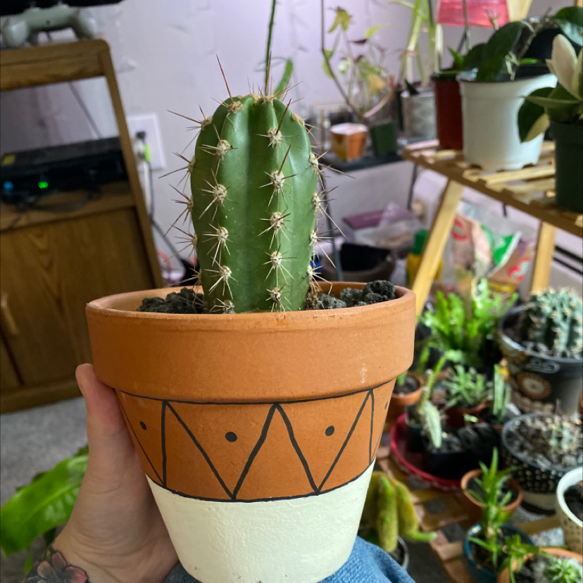 Potted Pleated Cereus cactus held by a hand, with multiple plants in the background.