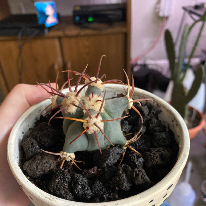 Emory's Barrel Cactus in a pot with dark soil, held by a hand.