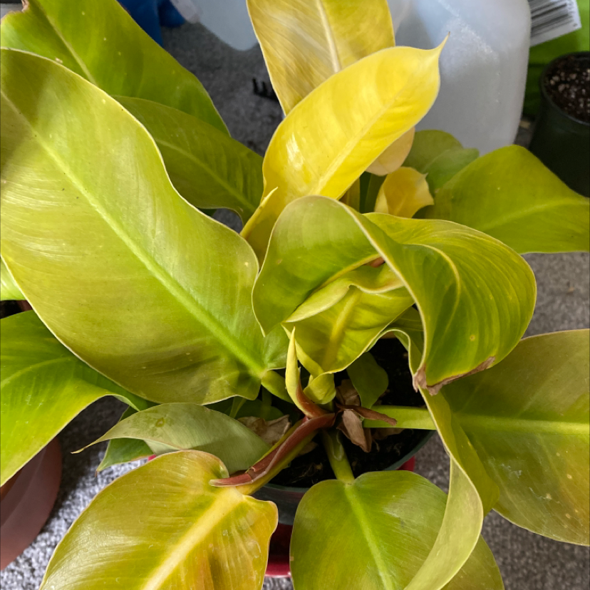 Philodendron 'Moonlight' plant with yellowing leaves, partially visible soil.