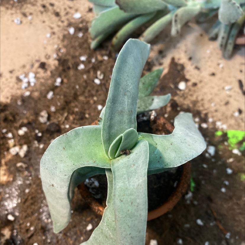 A small potted plant with thick, elongated leaves. Soil is visible.