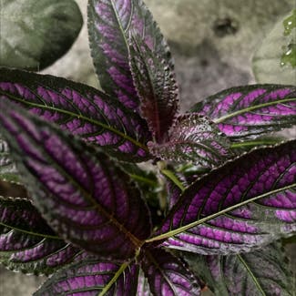 Persian Shield plant in Somewhere on Earth